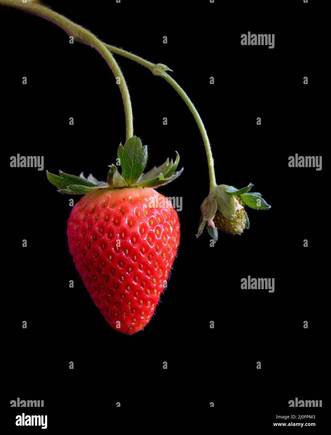 Fresh red strawberry fruit on a black background Stock Photo