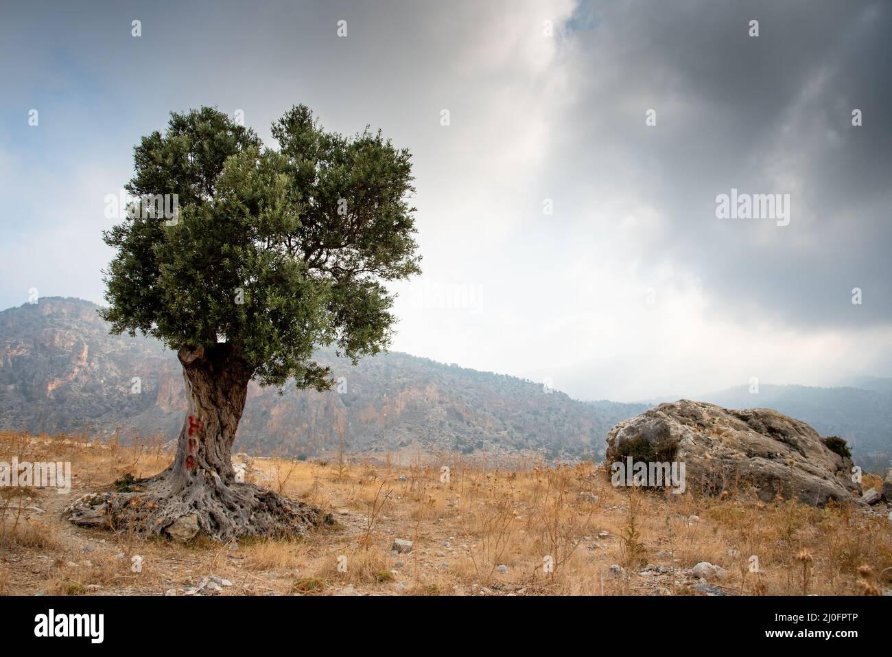 Lonely olive tree and stormy cloudy sky Stock Photo - Alamy