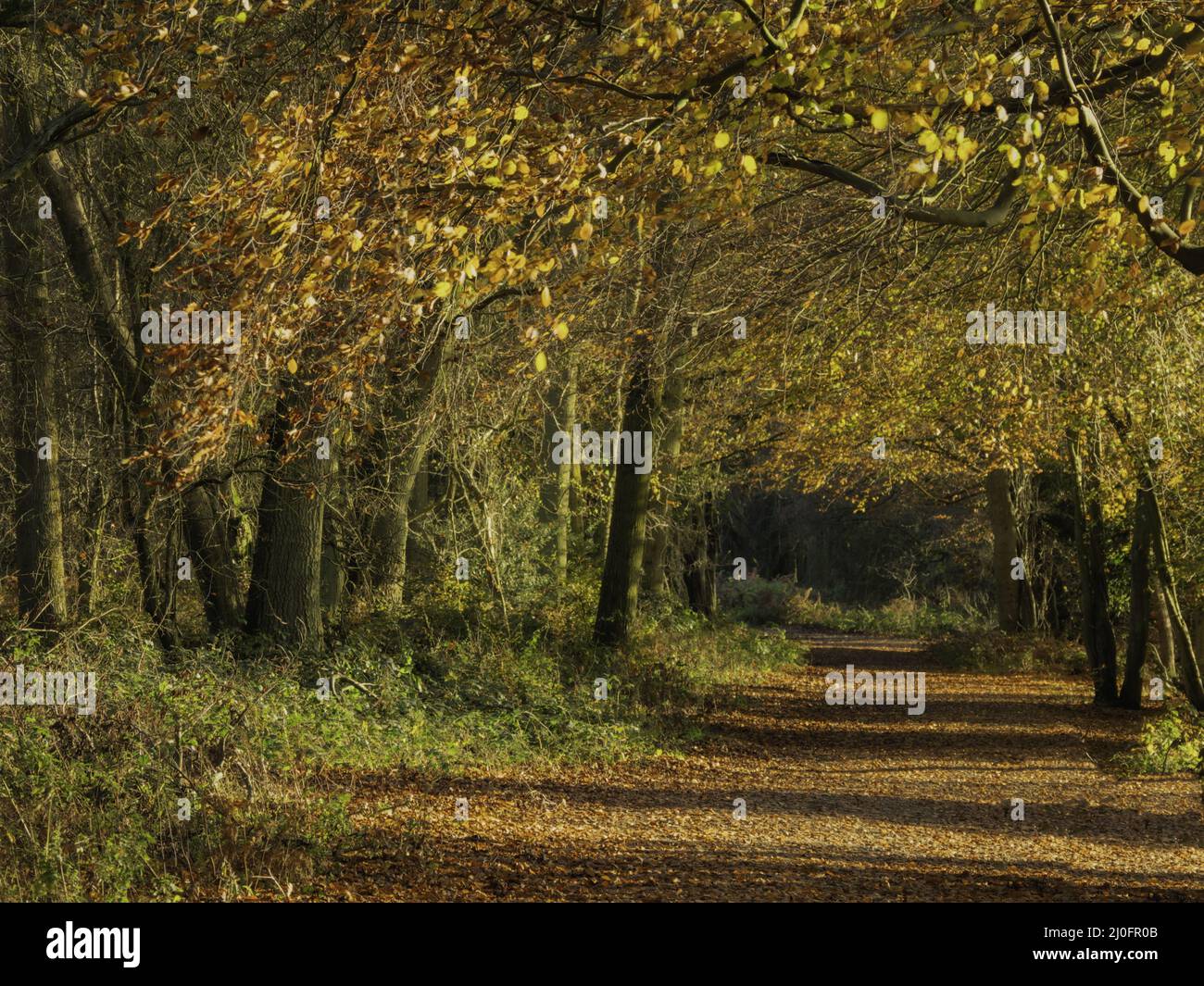 UK - Hertfordshire - Ashridge Woods Stock Photo