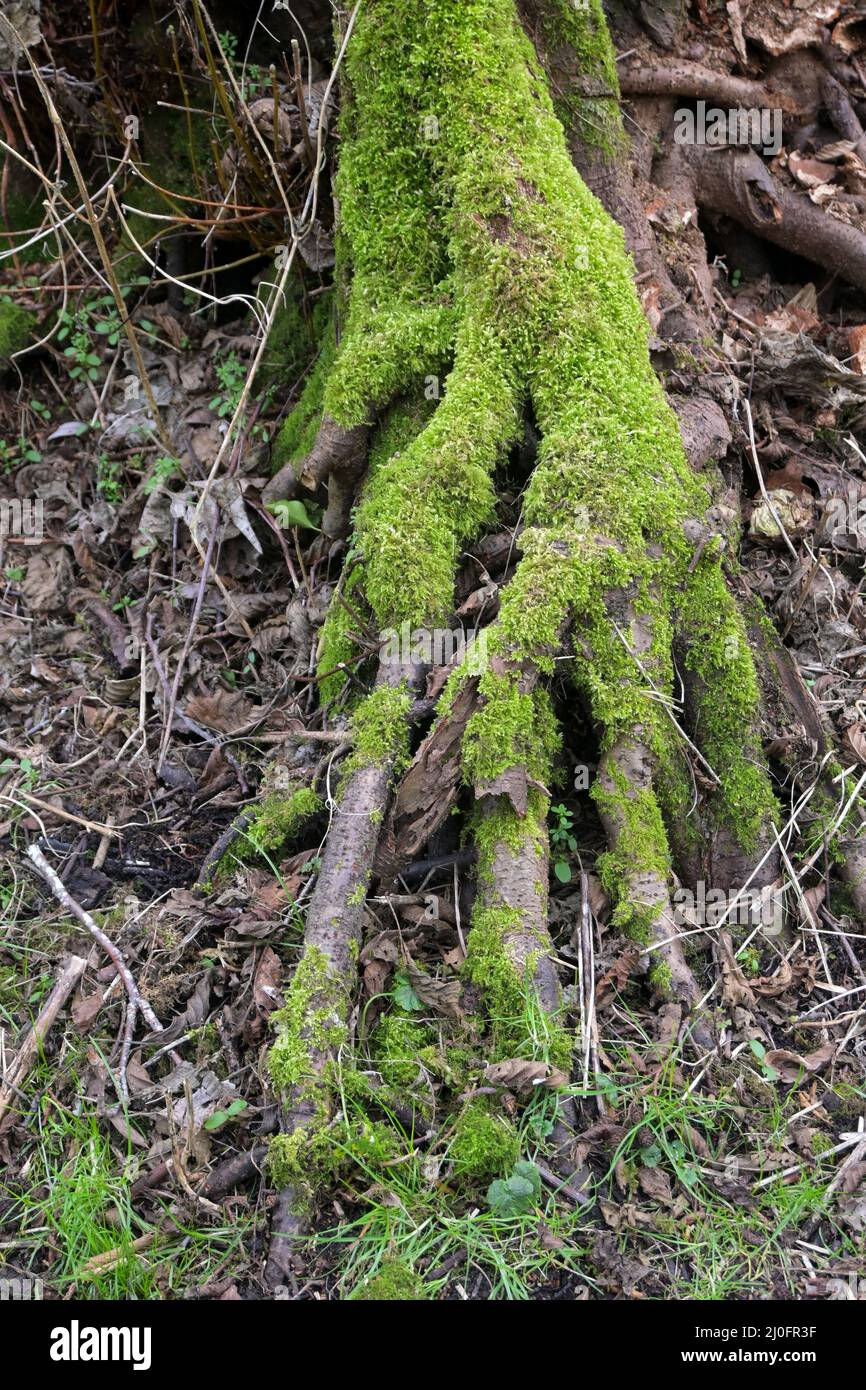tree roots in the shape of a human hand Stock Photo - Alamy