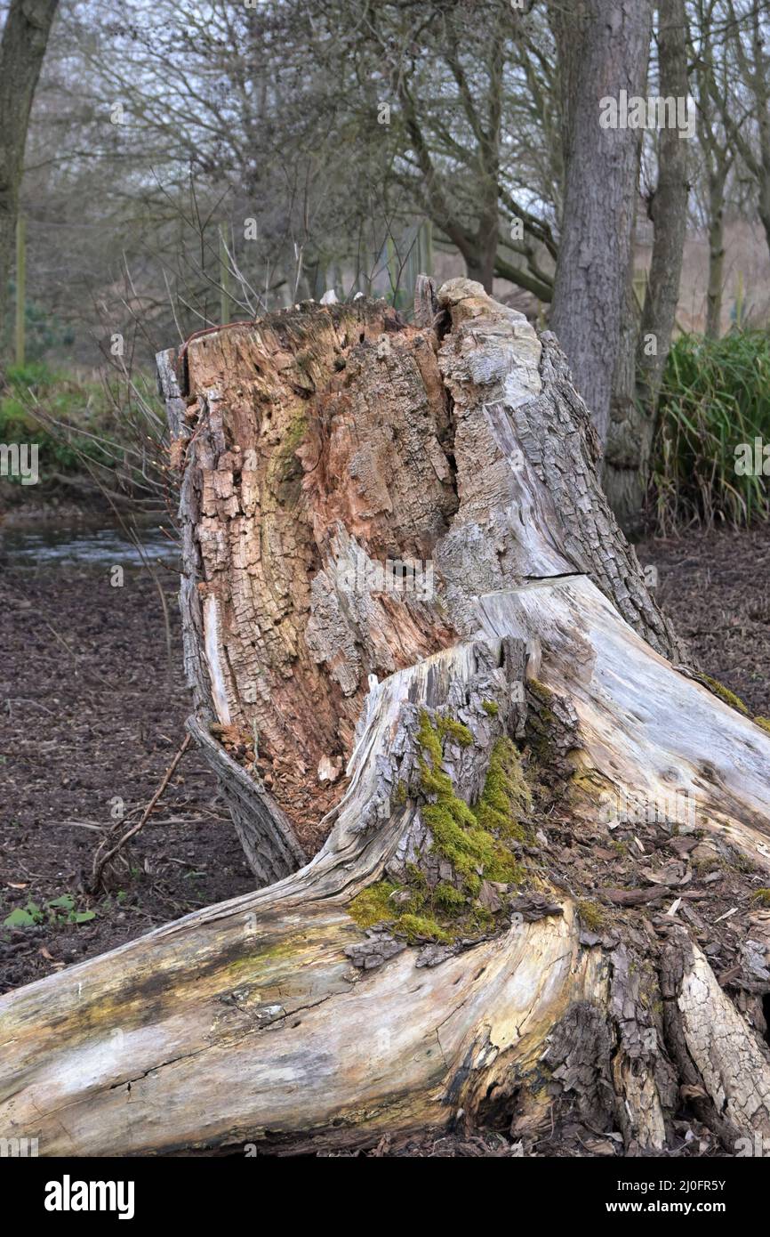 sawn off tree stump Stock Photo - Alamy