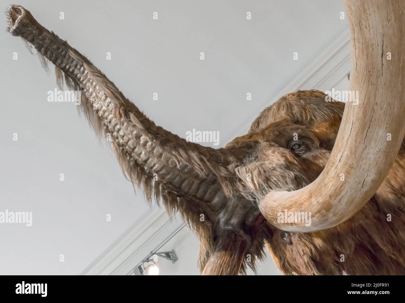 Model of Mammoth Stock Photo