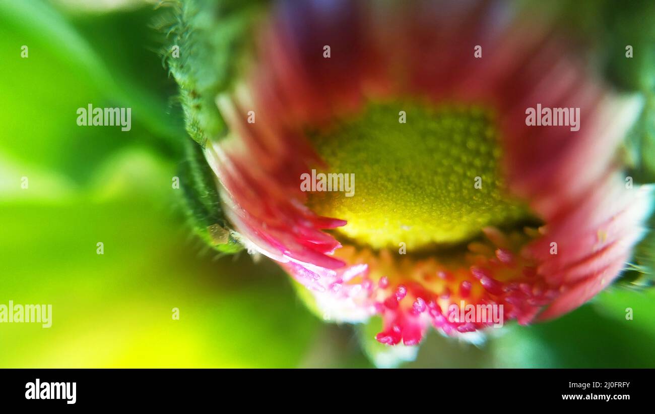 Beautiful multicolored flower petals near Stock Photo Alamy