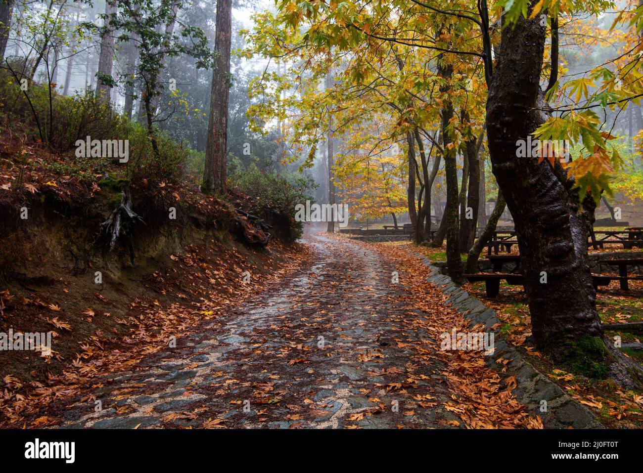 Autumn landscape with trees and Autumn leaves on the ground after rain ...