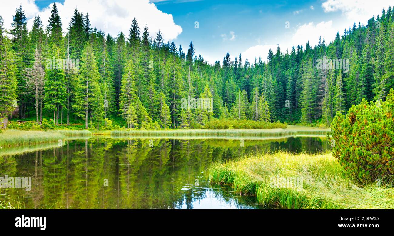 Blue water in a forest lake Stock Photo