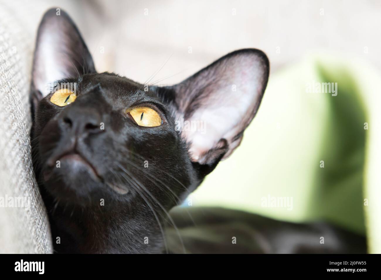 Purebred black oriental cat Stock Photo