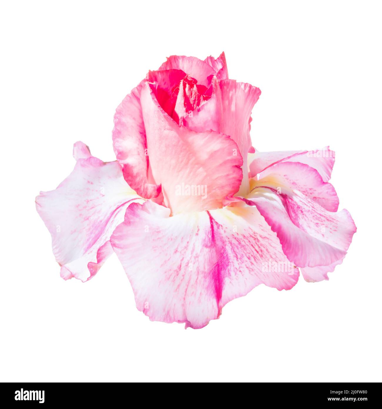 Adenium hi-res stock photography and images - Alamy