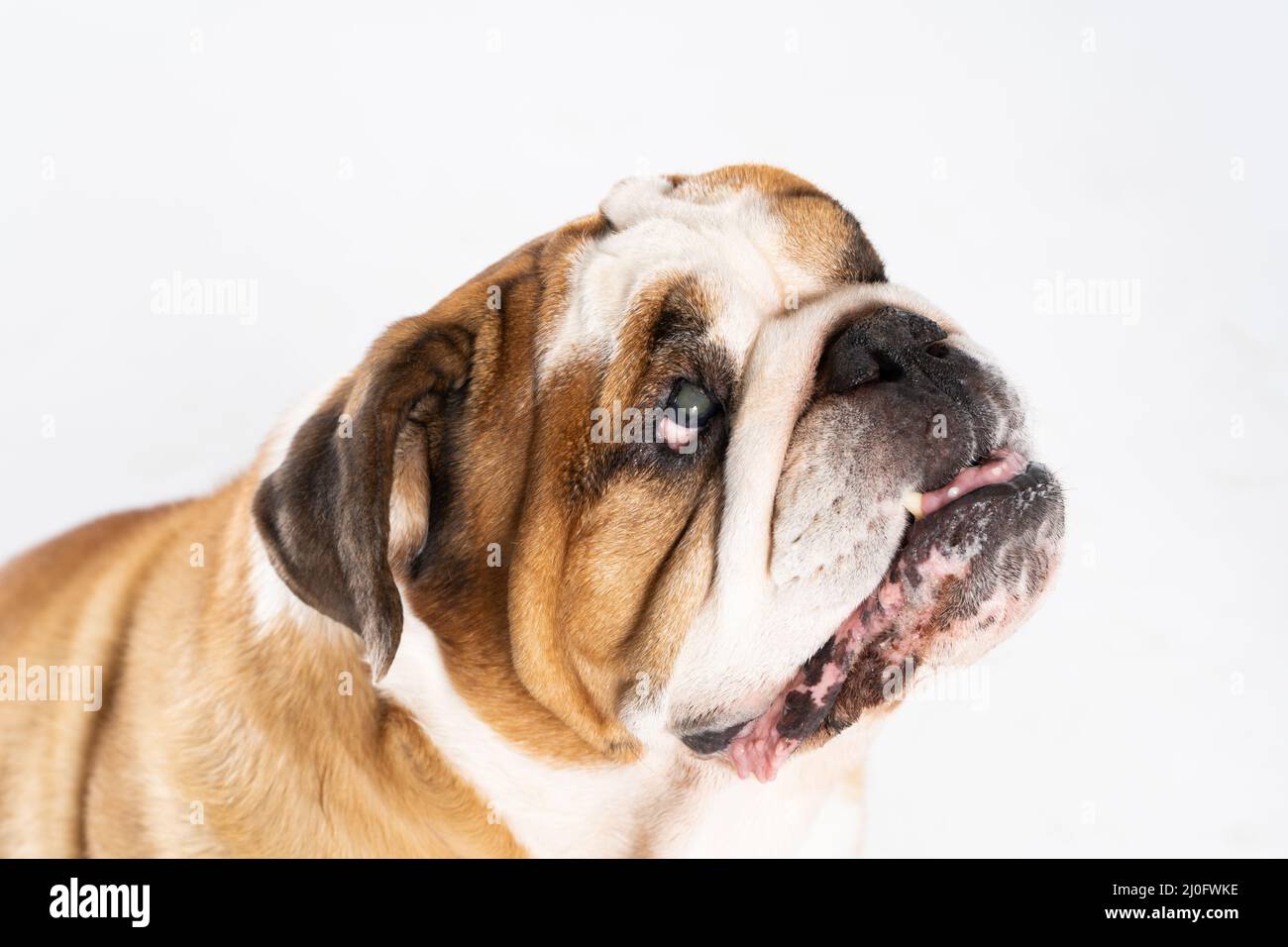 Close-up view. The English Bulldog is a purebred dog with a pedigree. The breed of dog belongs to the moloss group, bred in the Stock Photo