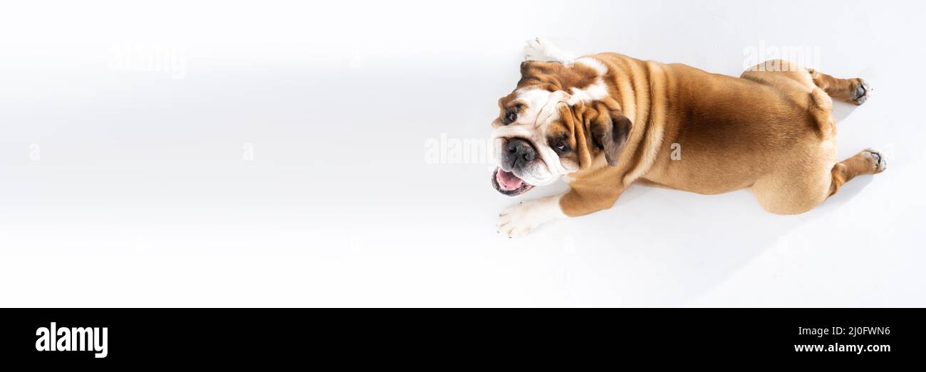 Top view as dog lies against white background. The English Bulldog is a purebred dog with a pedigree. The breed of dog belongs t Stock Photo