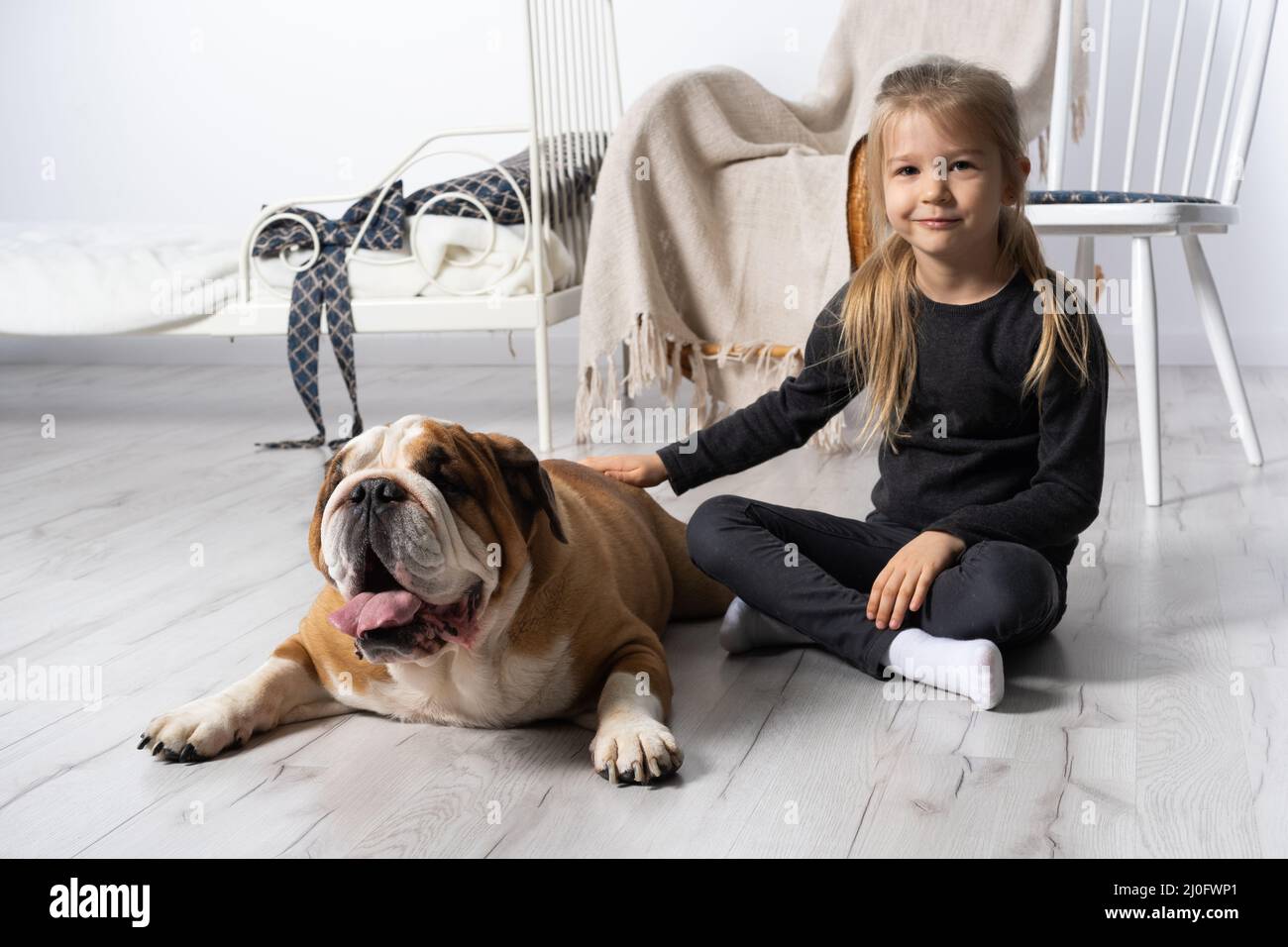 The girl is sitting on the floor next to the English Bulldog's belt and is gently stroking it with her hand. Man and dog. Stock Photo