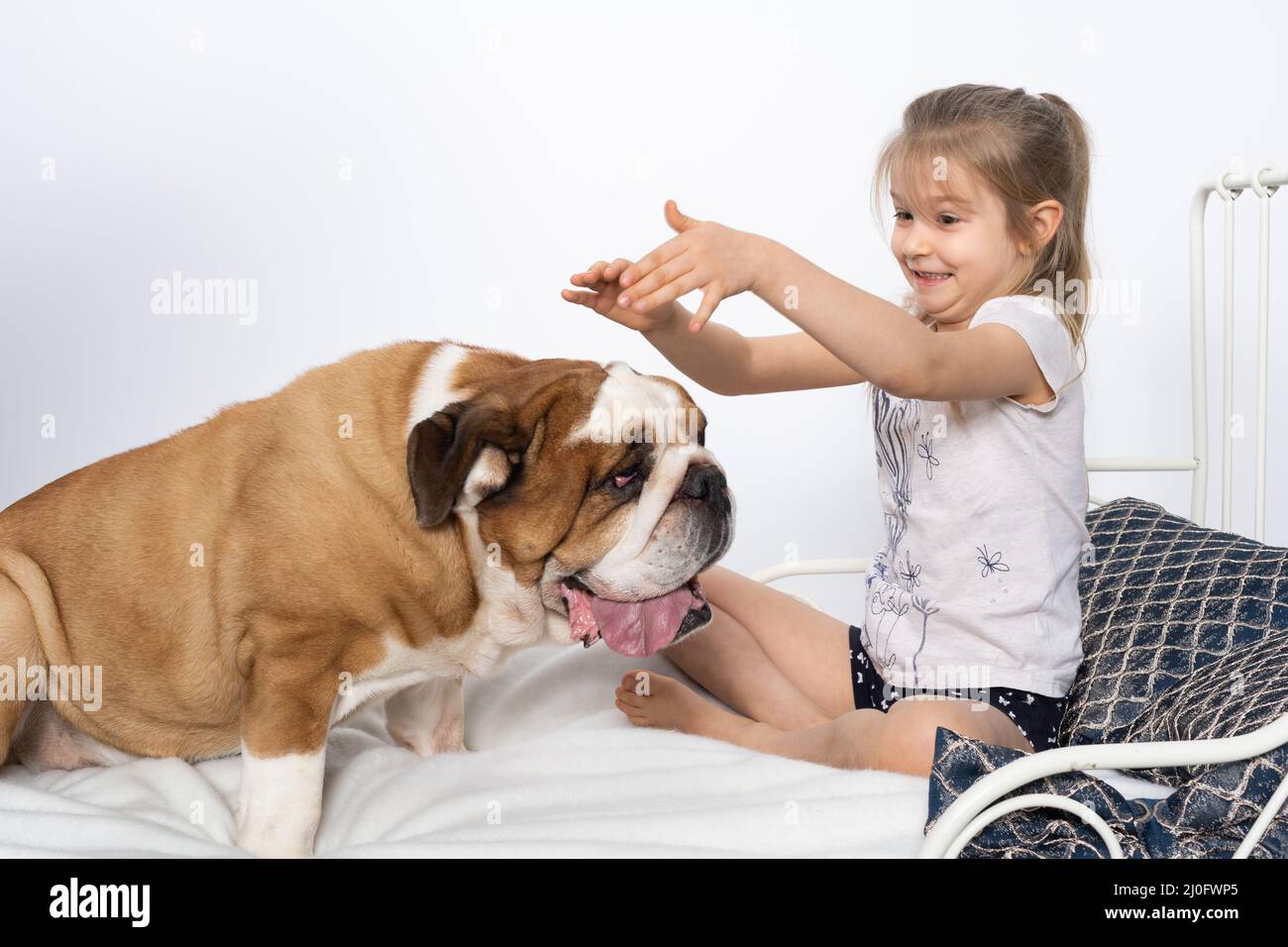 The dog jumped on the girl's bed and wants to play. The English Bulldog