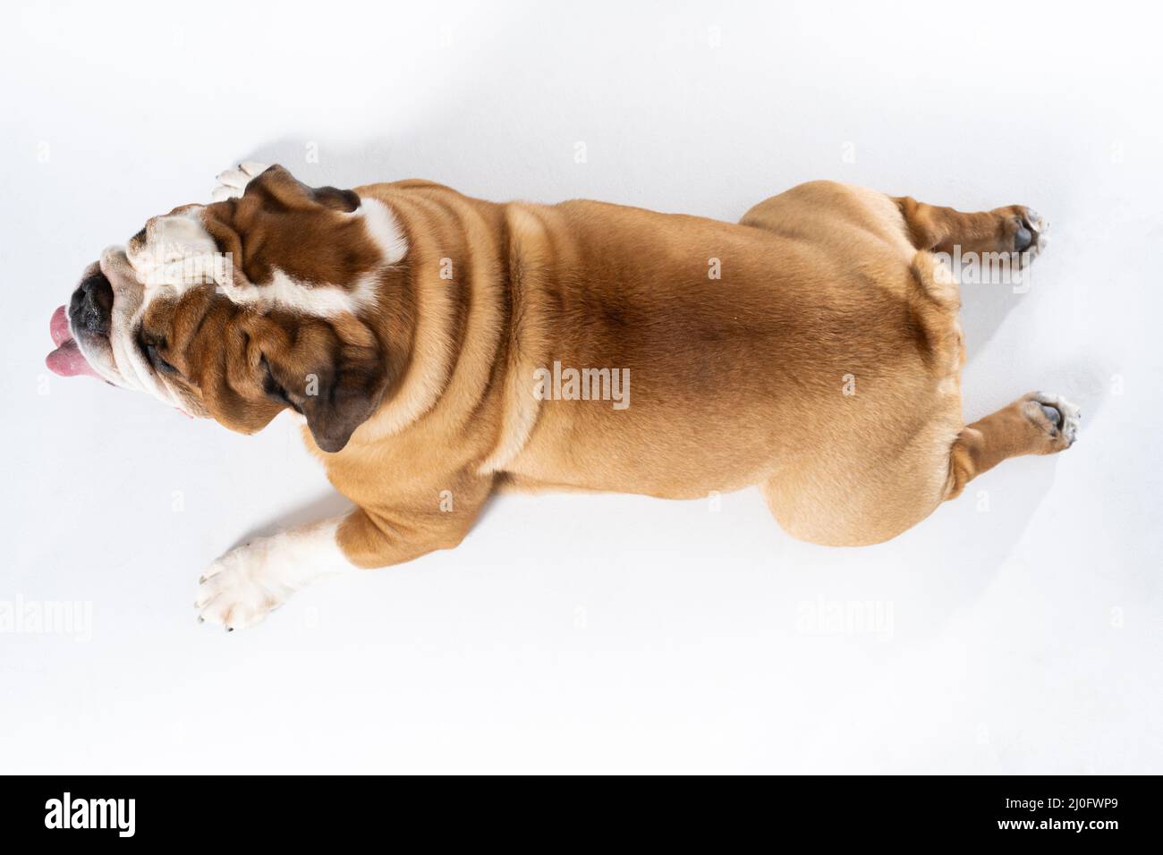 Top view as dog lies against white background. The English Bulldog is a purebred dog with a pedigree. The breed of dog belongs t Stock Photo