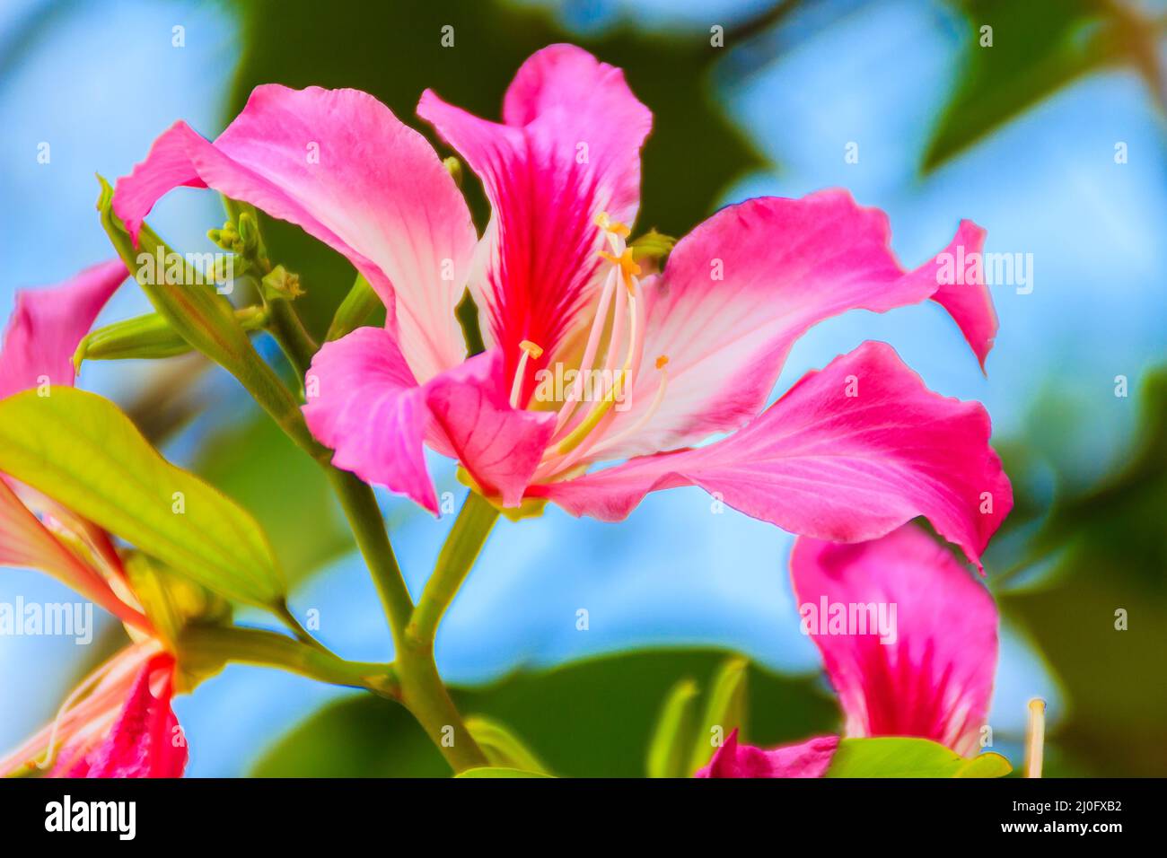 Closed up pink flower Bauhinia purpurea or Butterfly Tree Stock Photo