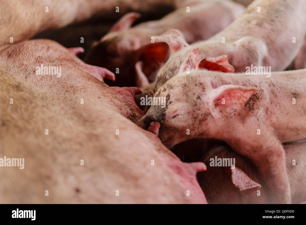 Cute newborn piglets are trying to suckle from its mother pig. Scramble for the newborn piglet suckling pig mother Stock Photo