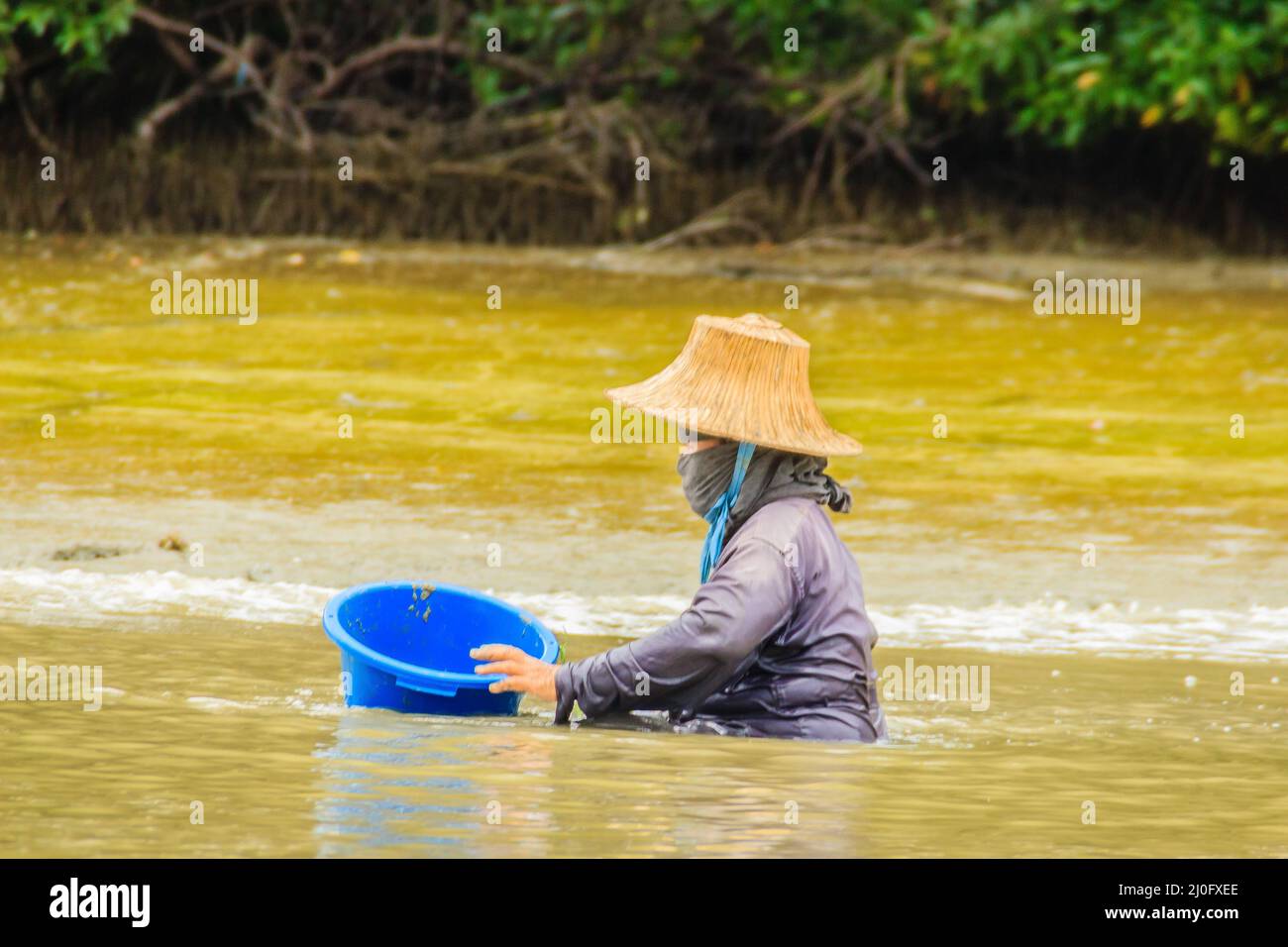 Fisherwoman during groped the cockle in the mud at cockle farm, Samut Songkram, Thailand Stock Photo