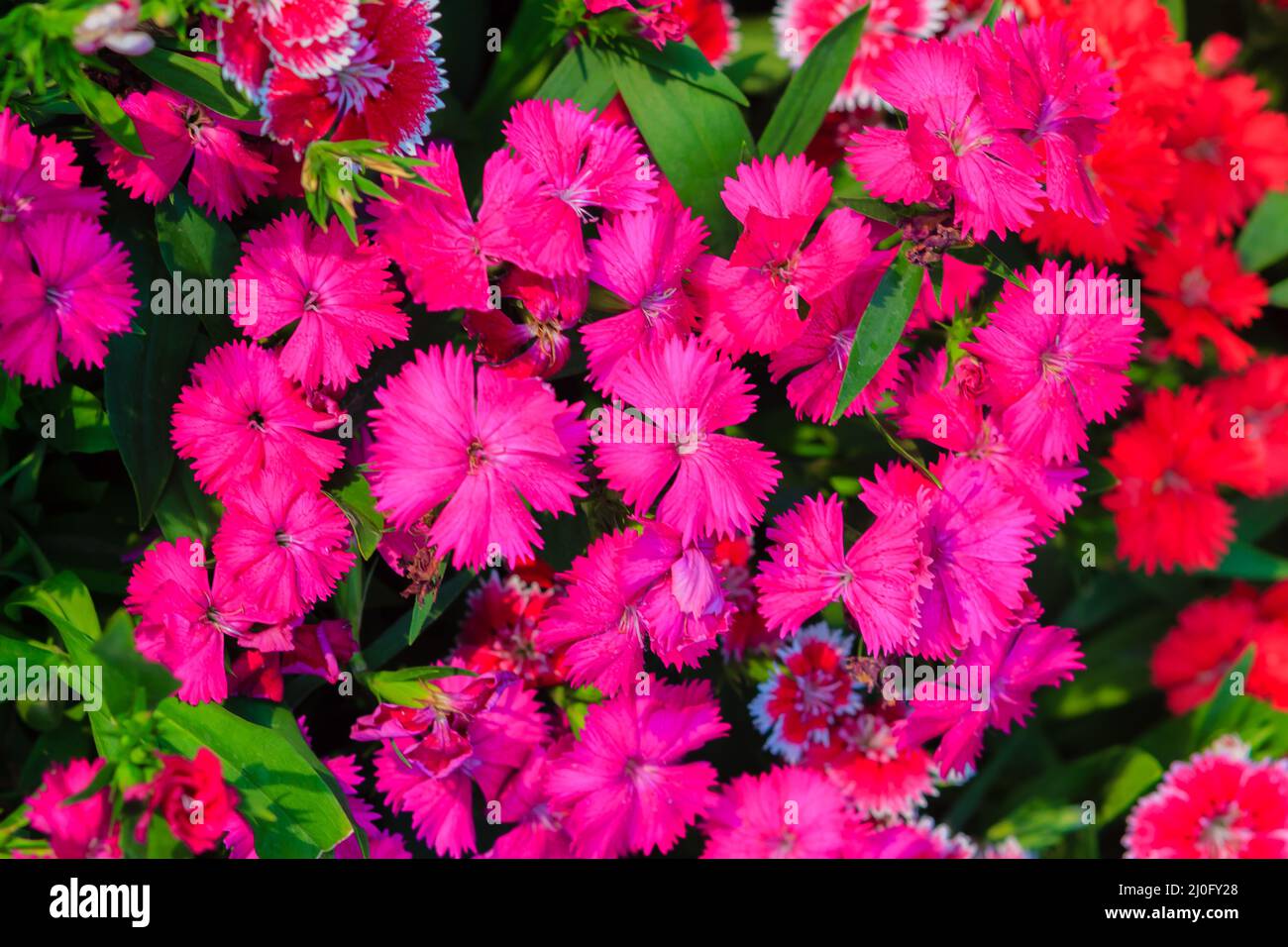 Beautiful Red Pink Bravo Chinensis dianthus, China pink, Rainbow pink flower (Dianthus chinensis) in the garden on the sunny day Stock Photo