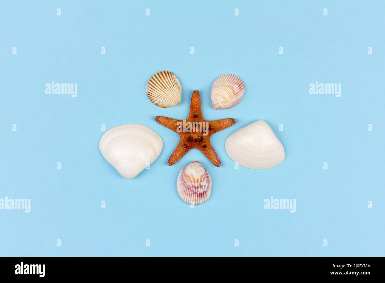 Starfish and seashells on blue background, top view flat lay Stock Photo