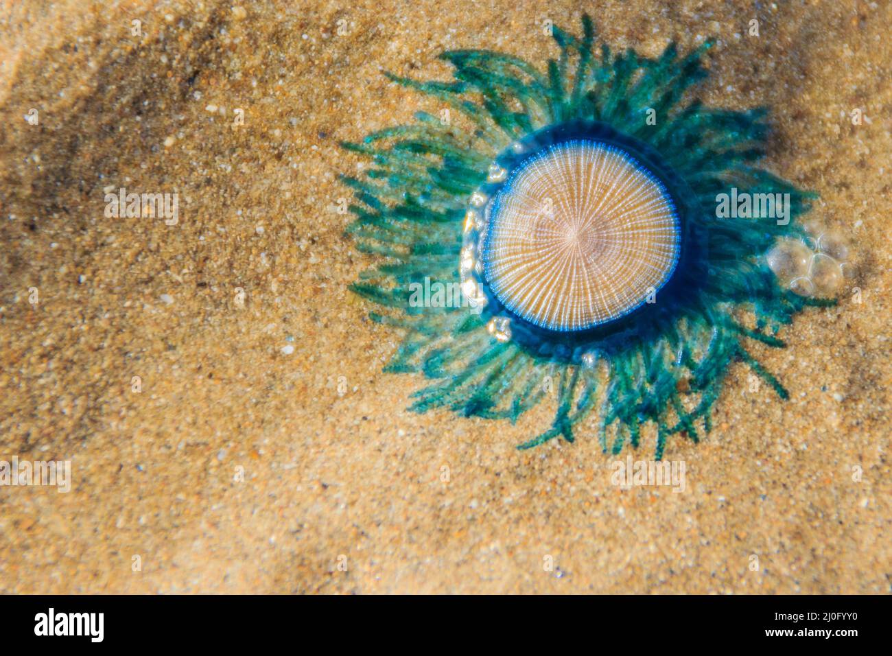 Close up Blue Button Jellyfish (porpita porpita) on the beach when the sea water receded. Stock Photo
