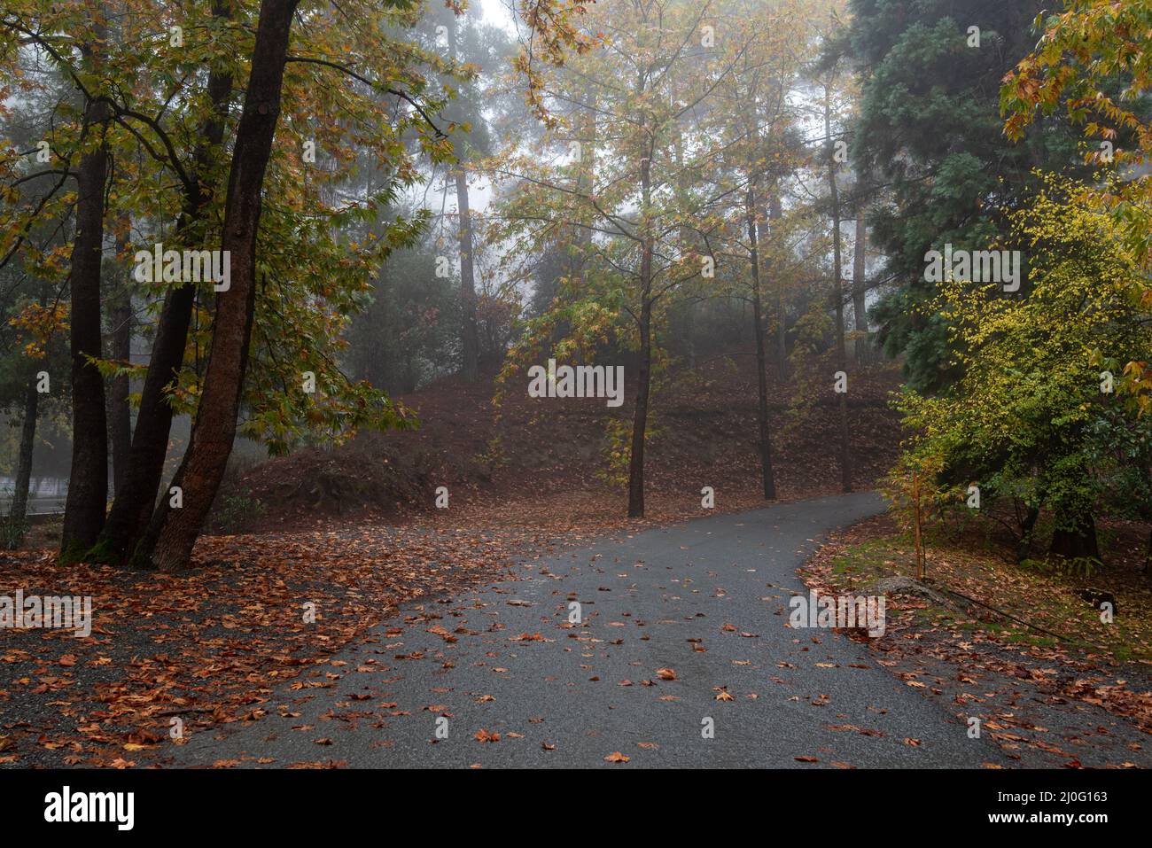 Autumn landscape with empty rural road and yellow leaves on the trees in the forest Stock Photo