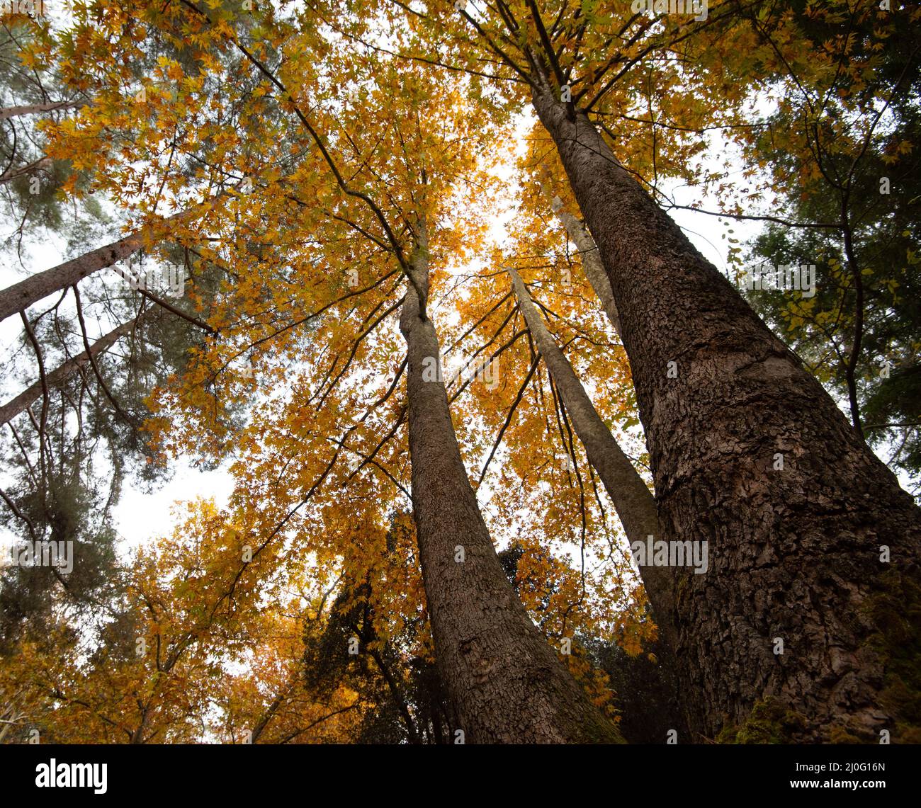 Low angle view of tree trunk tops with yellow leaves in Autumn Stock Photo