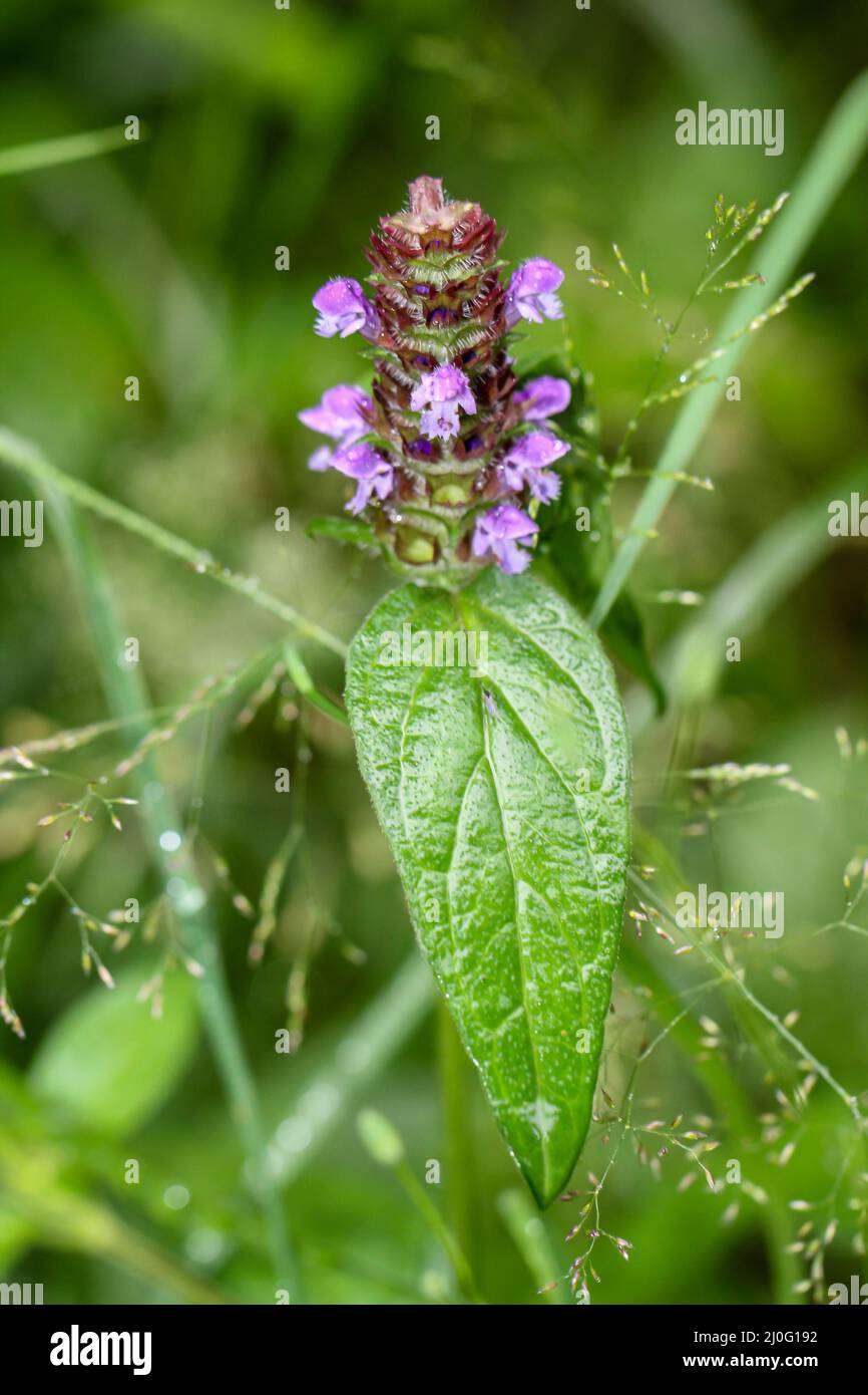 A forest plant with purple small flowers. Stock Photo