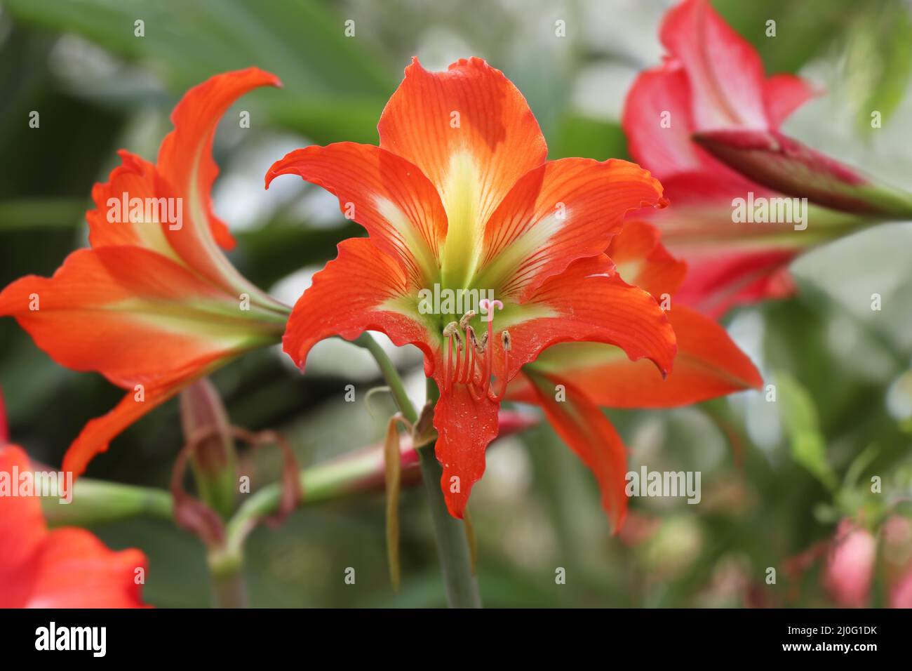 Orange Flowers Hippeastrum or Amaryllis Stock Photo