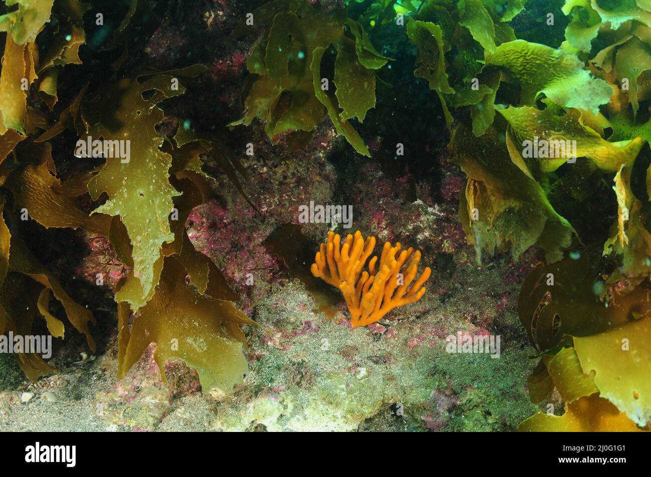 Small shrub of orange finger sponge Pararhaphoxya sinclairi hiding in shade under kelp fronds