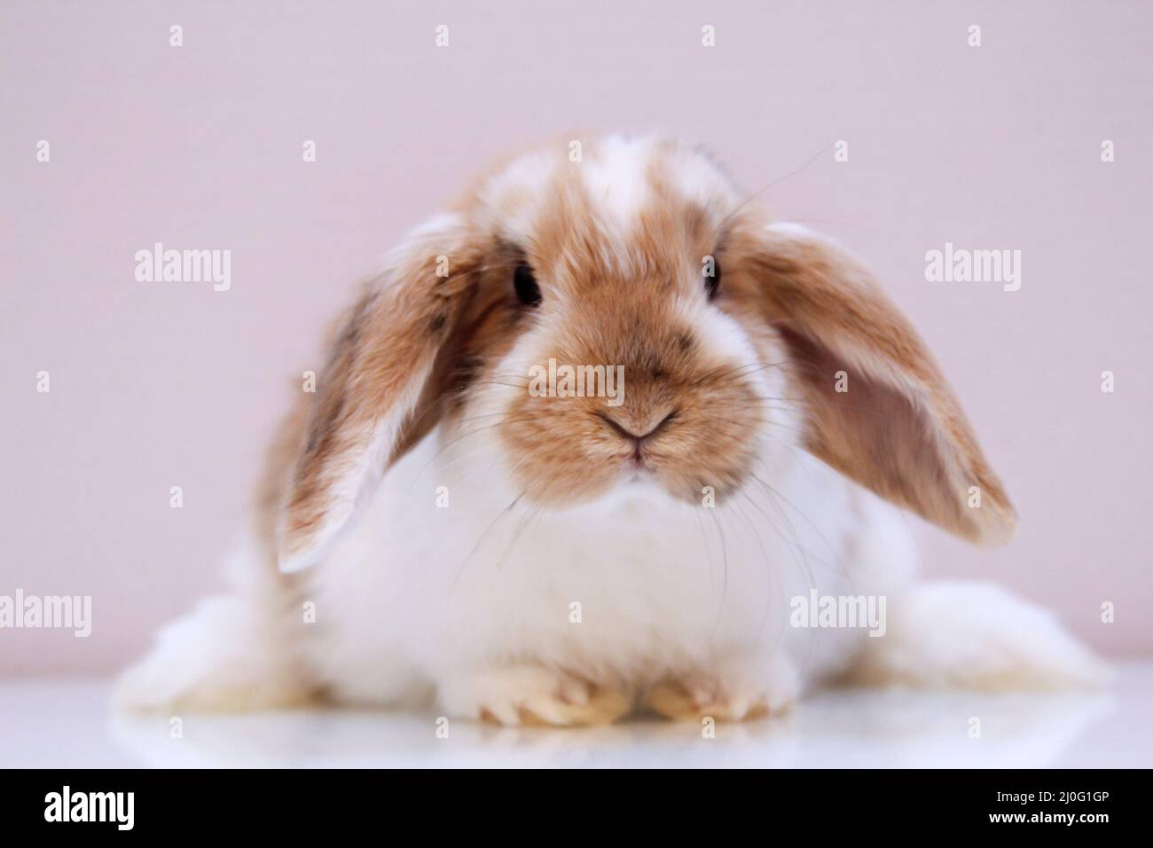 A photo shoot of a small dwarf rabbit. Stock Photo