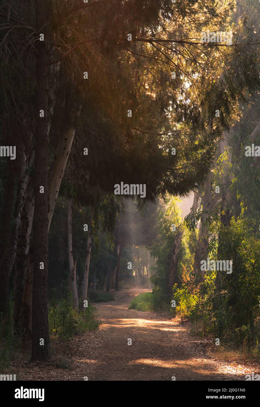 Light shining through trees hires stock photography and images Alamy