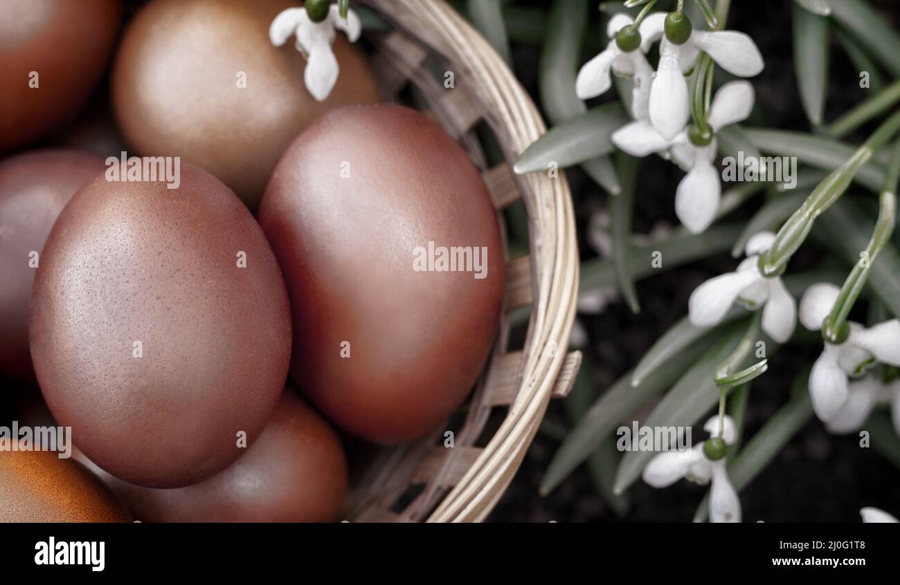 Easter eggs in a wicker basket and snowdrops. Stock Photo