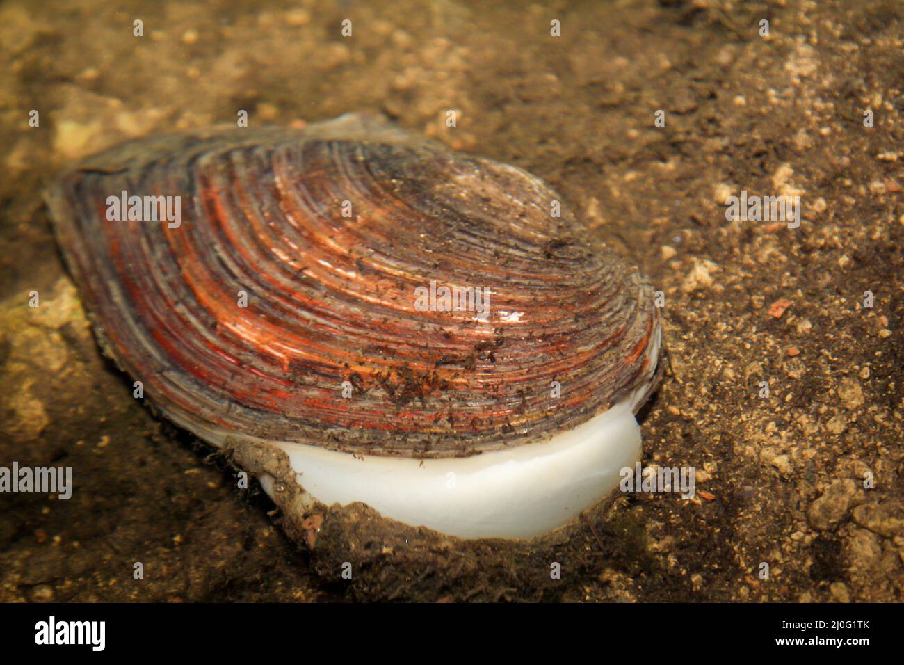 A clam in the shallow water of a pond Stock Photo Alamy