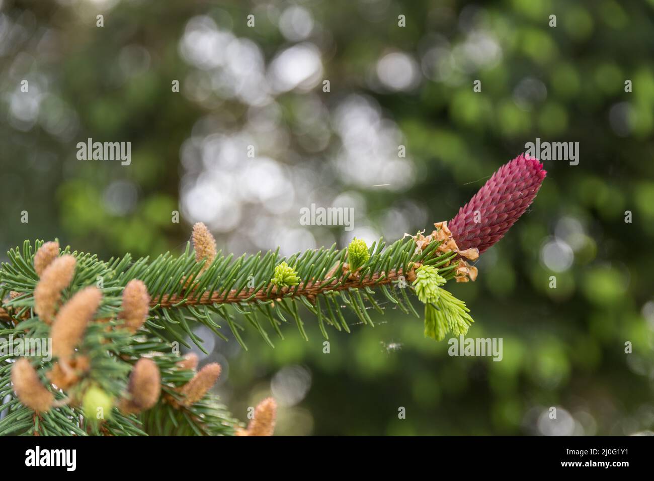 Norway spruce with flower bud - spruce cones growing Stock Photo