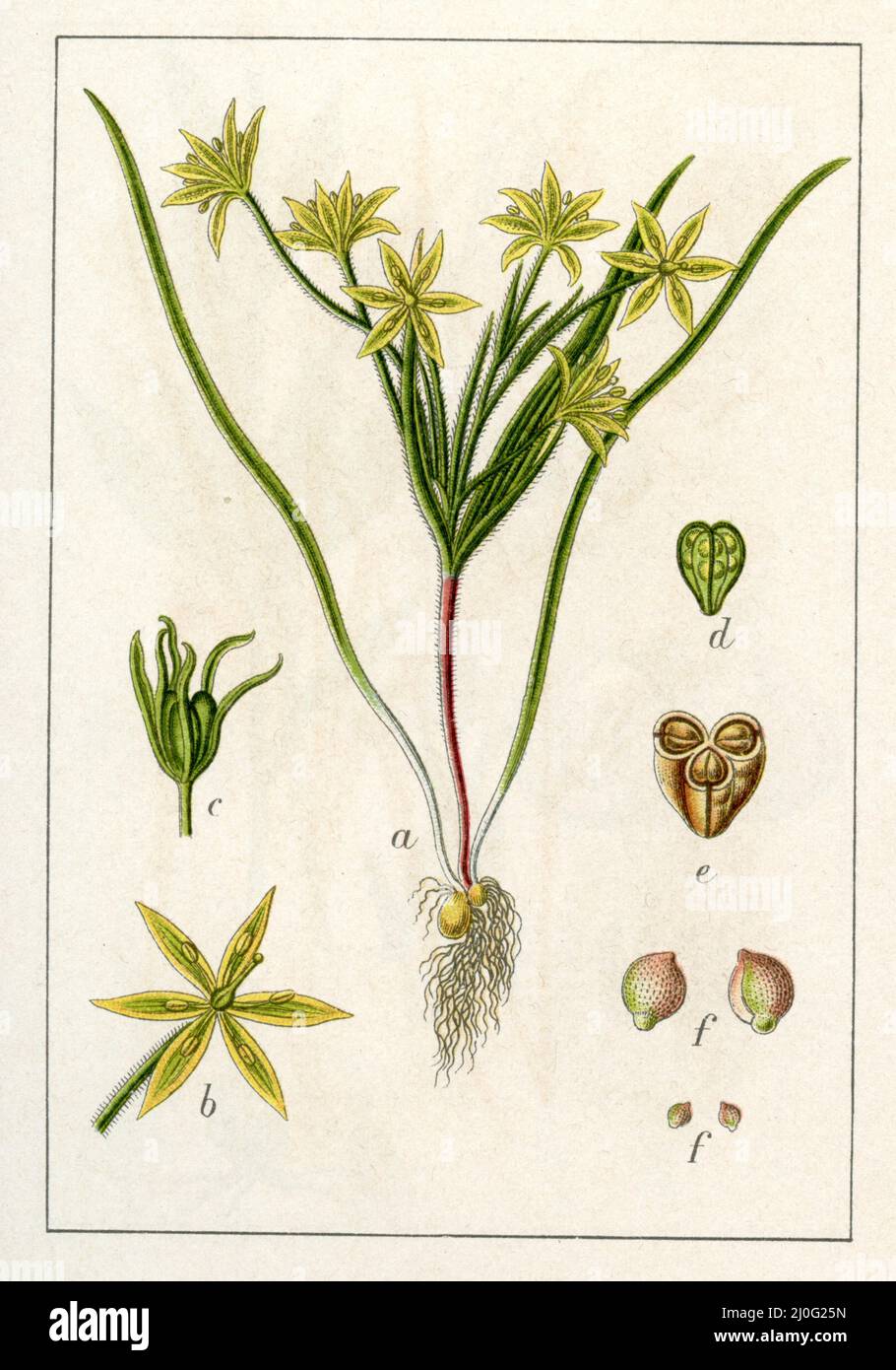 hairy star of Bethlehem Gagea villosa,  (botany book, 1906), Acker-Gelbstern Stock Photo