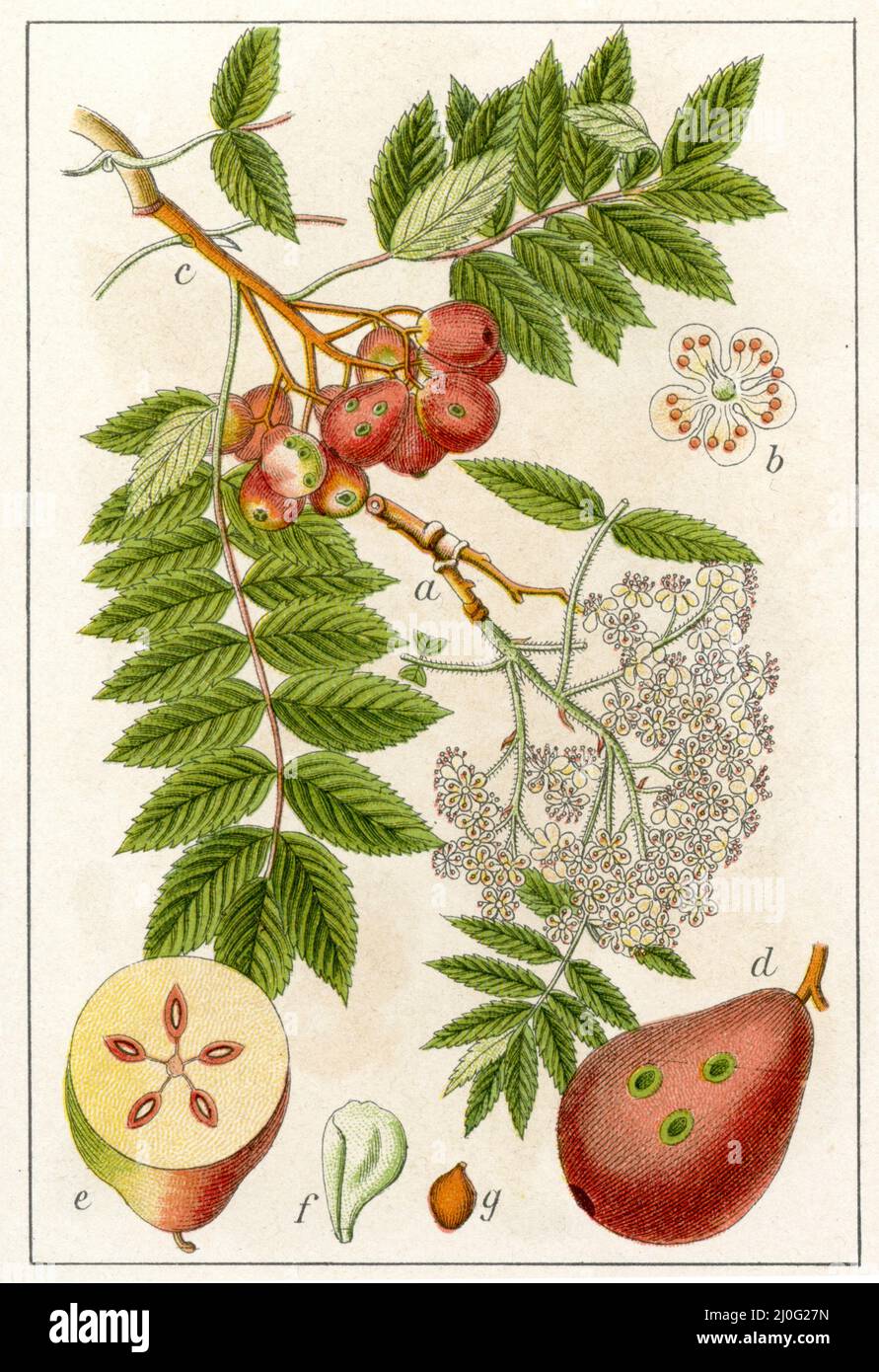 service tree Sorbus domestica,  (botany book, 1904), Speierling Stock Photo