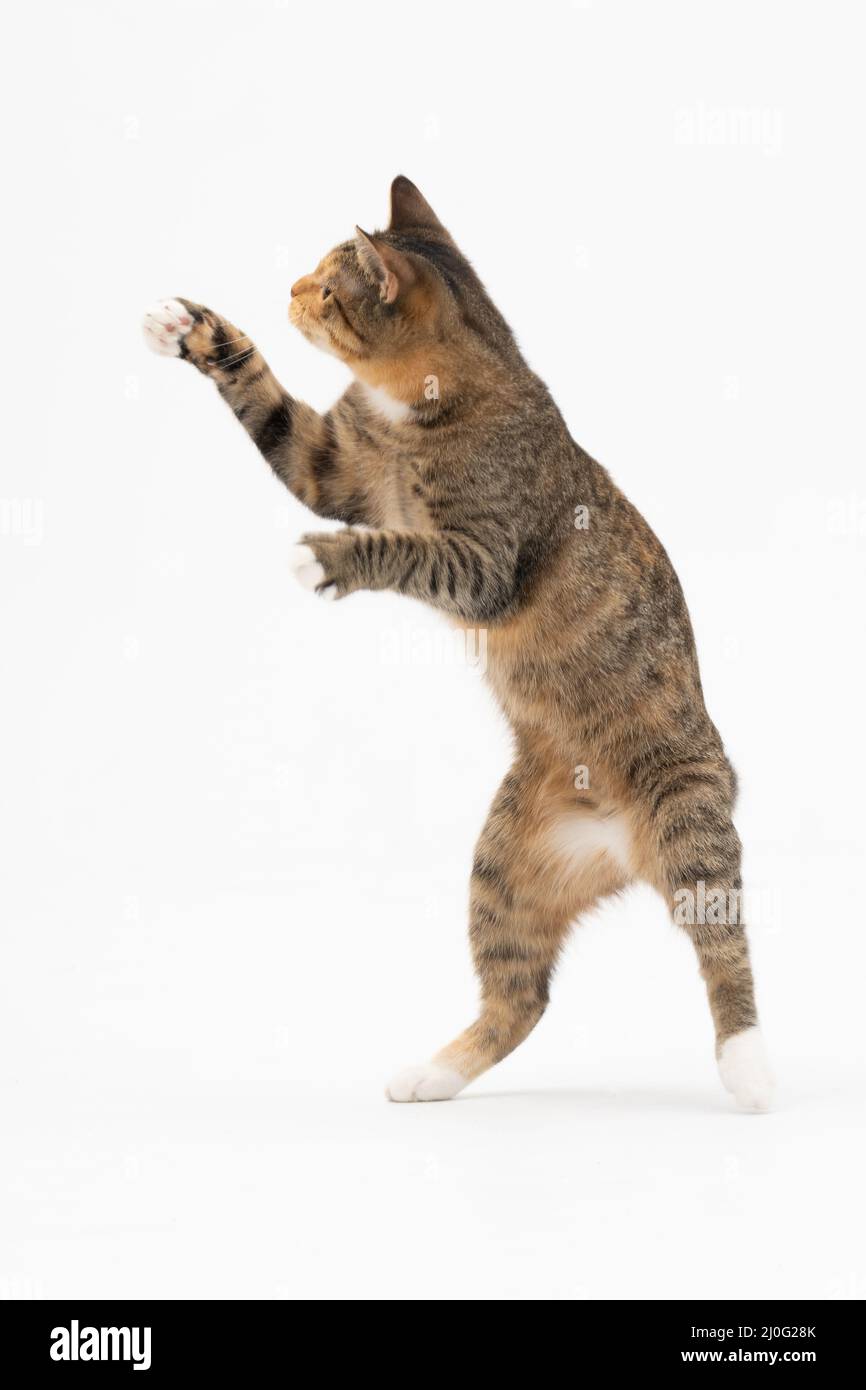 Athletic legs Cut Out Stock Images & Pictures Alamy