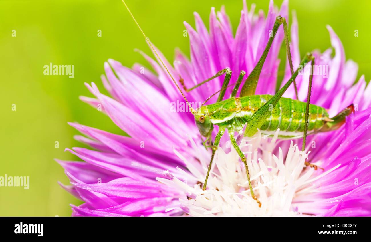 Macro photo of green grasshopper on a flower of a cornflower close up Stock Photo