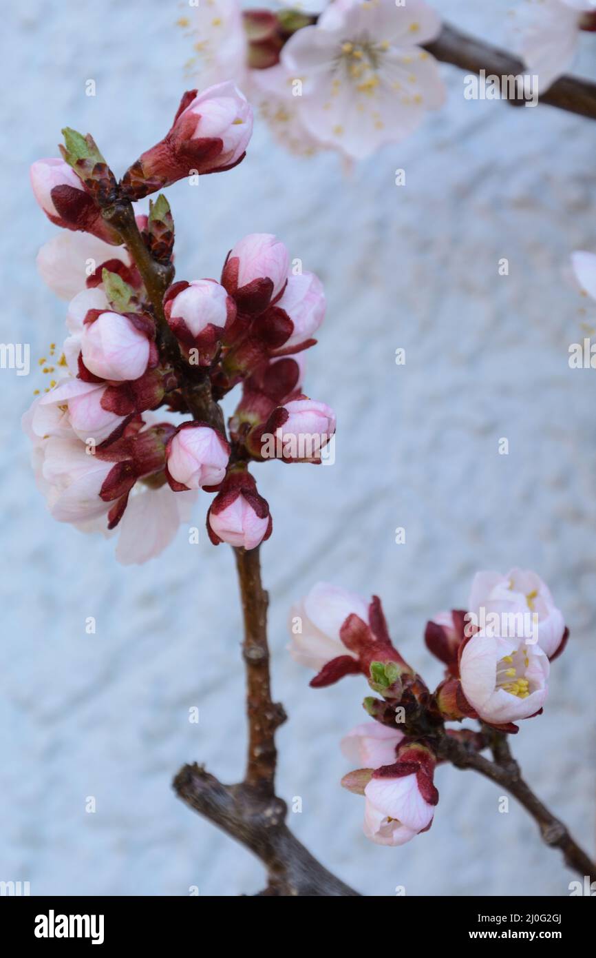 Apricot tree - buds and flowers, close-up Stock Photo