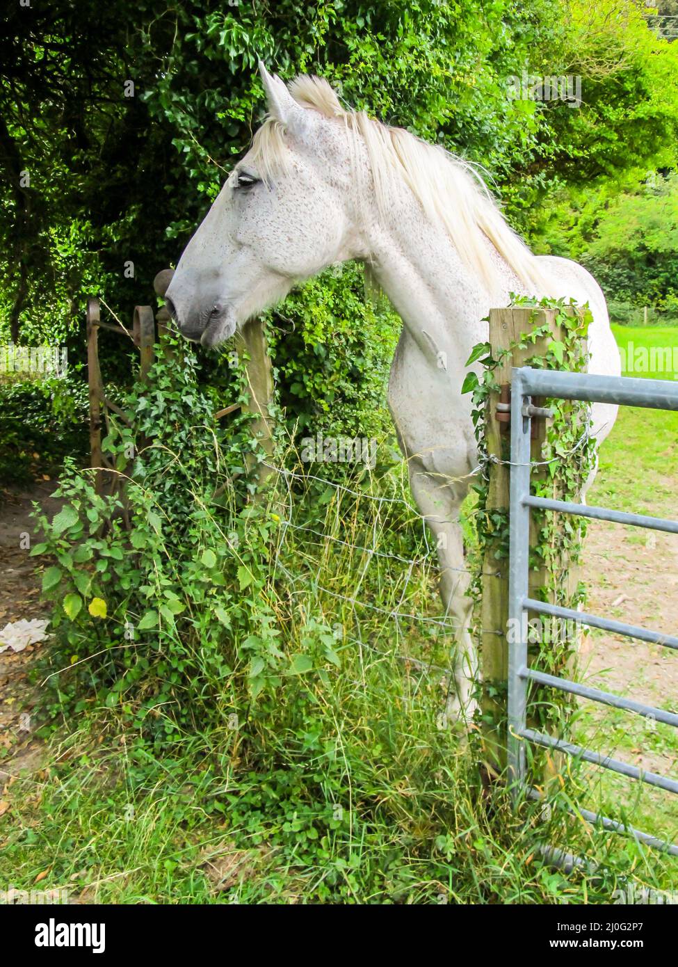 A single white horse looking over the fence, just outside the small town of Wendover, in the Chilterns, rural England Stock Photo