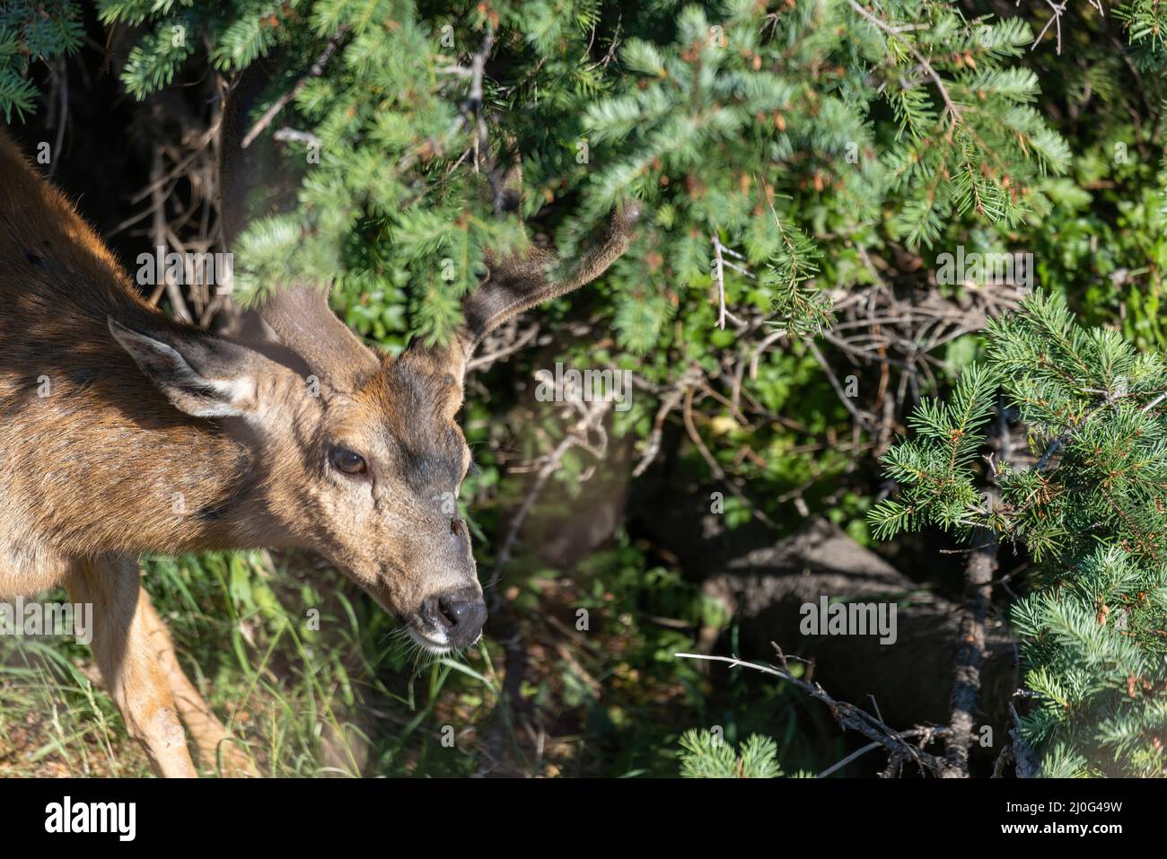 Deer walking around through a large bush Stock Photo Alamy