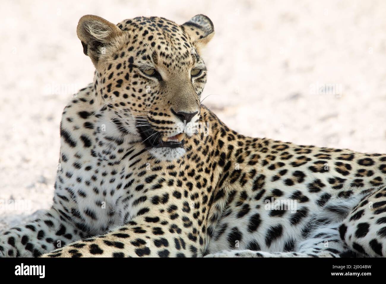 Leopard at Etosha National Park, Namibia Stock Photo - Alamy