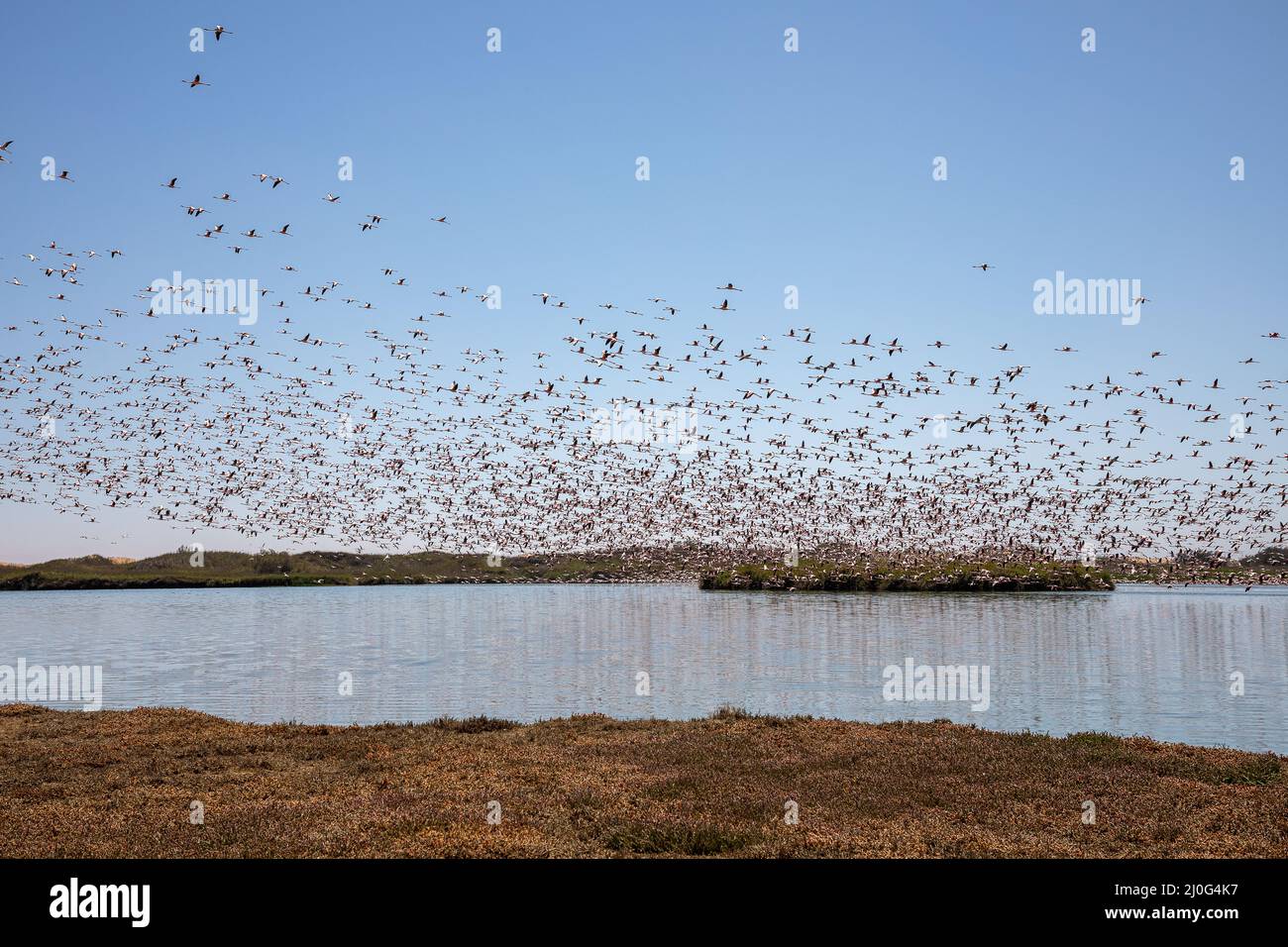 Namibias national animal hi-res stock photography and images - Alamy