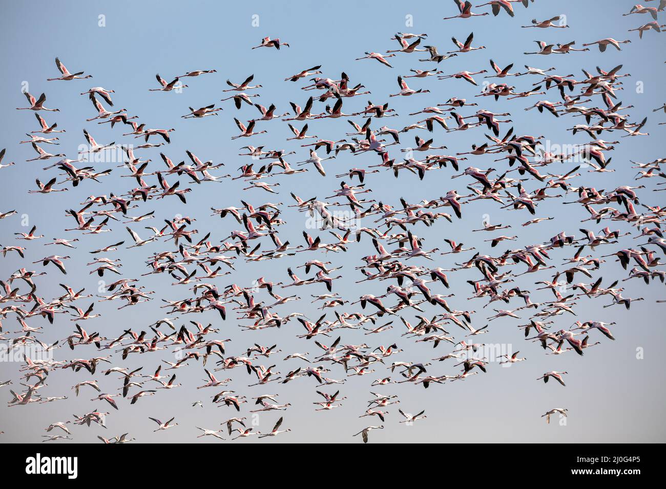 Namibias national animal hi-res stock photography and images - Alamy