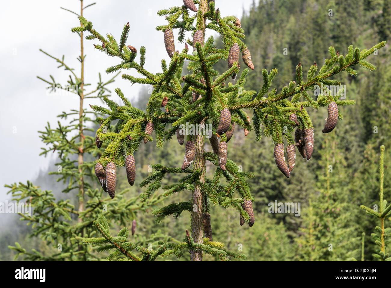 Spruce cone on top of tree at eye level - closeup Stock Photo