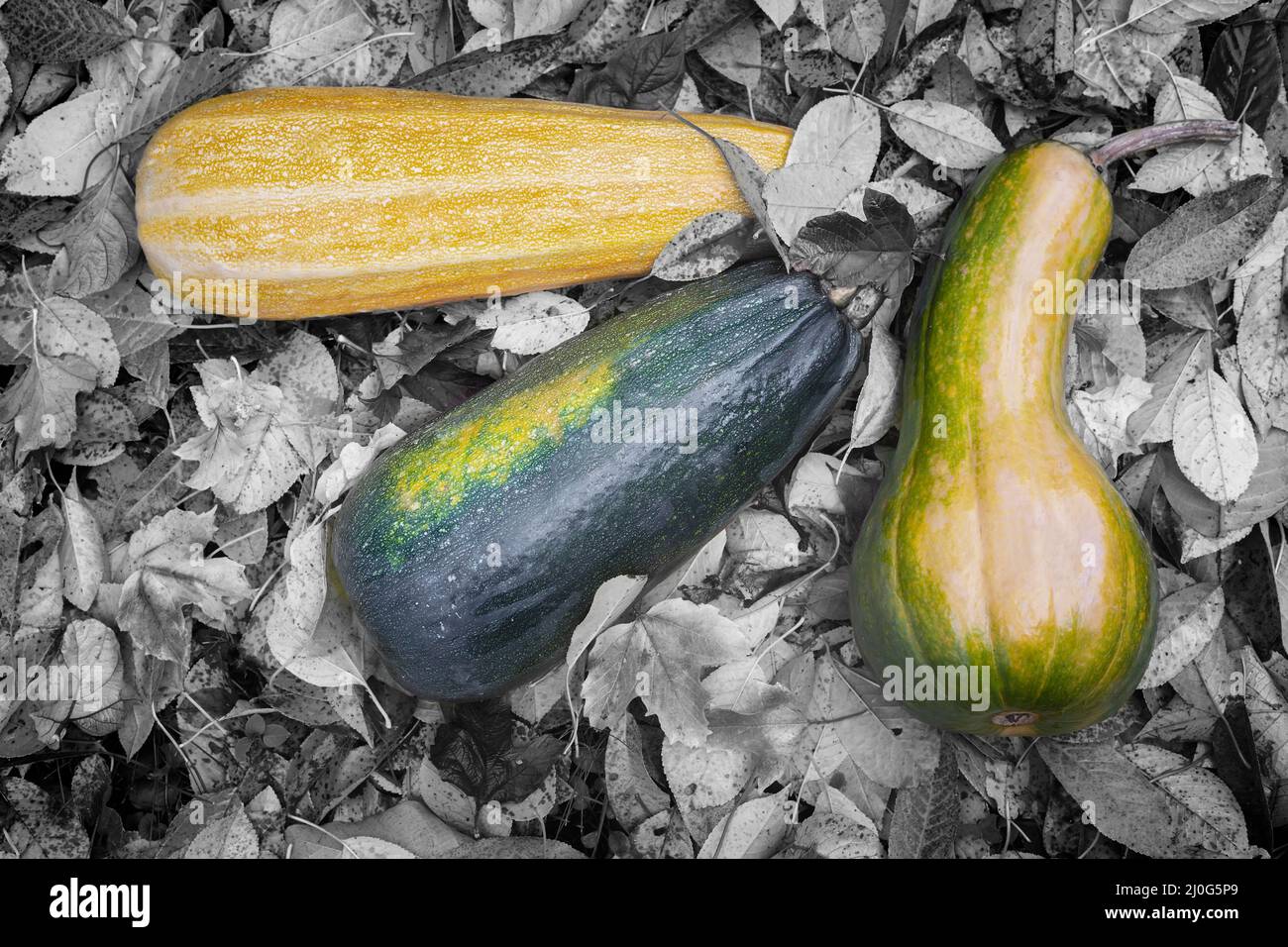 Pumpkins on the ground among autumn leaves Stock Photo - Alamy