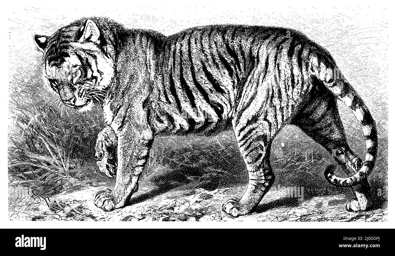 BENGAL TIGER. Line engraving, 19th century available as Framed Prints,  Photos, Wall Art and Photo Gifts