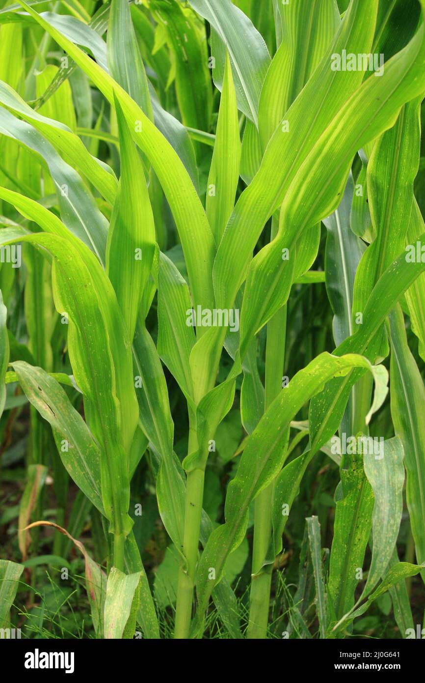 Cereal plant plants hi-res stock photography and images - Alamy