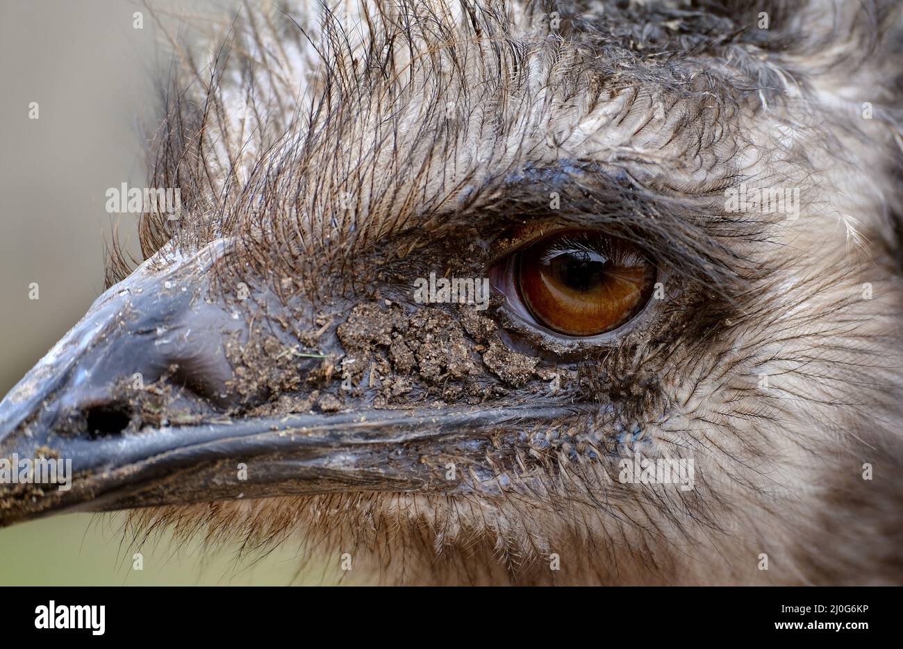 Close up of the head of an Emu in a wildlife park. Stock Photo