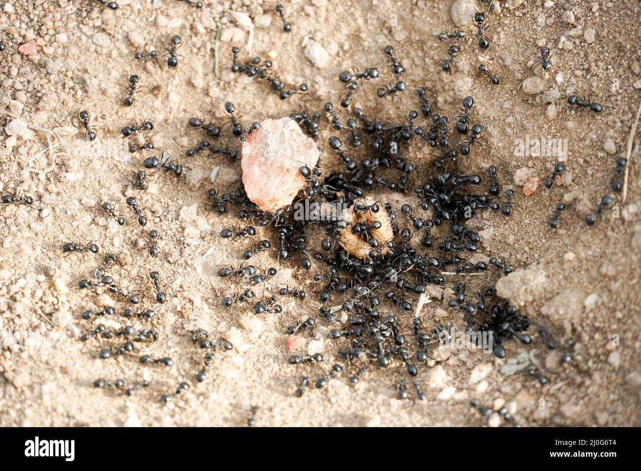 Black ants in desert near an anthill Stock Photo