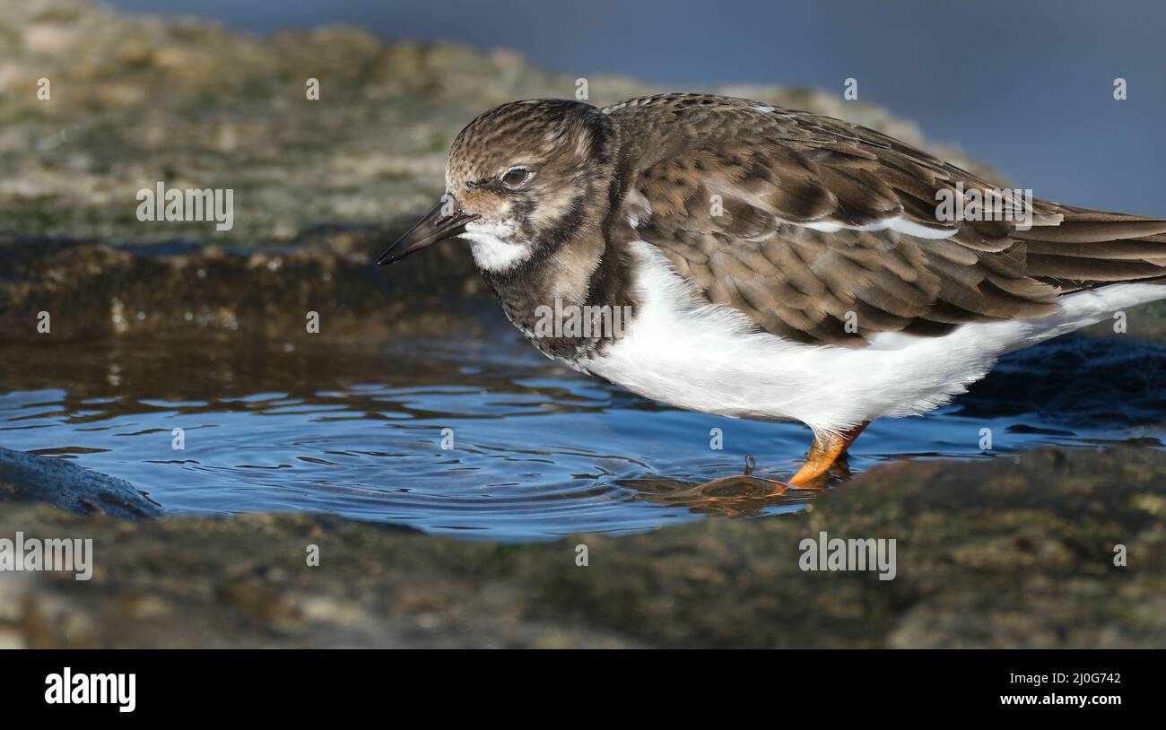 Turnstones are two bird species that comprise the genus Arenaria in the family Scolopacidae. Stock Photo
