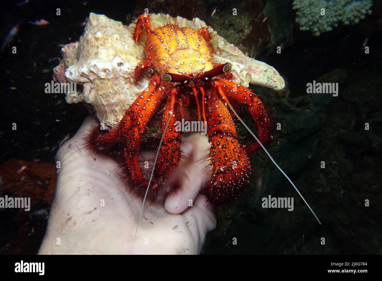 White-spotted hermit crab - Dardanus megistos Stock Photo - Alamy